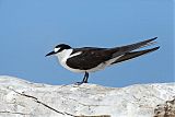 Sooty Tern